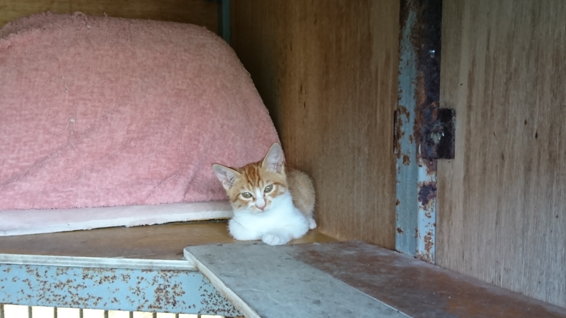 新入り子猫さん。