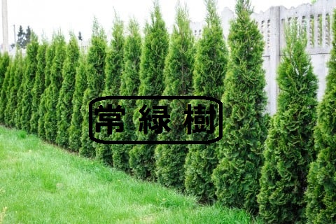 本部の大木。   【田布施ペット小田葬儀センター】
