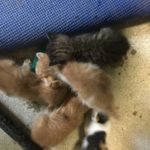 子猫の里親募集の件。