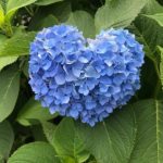 紫陽花。