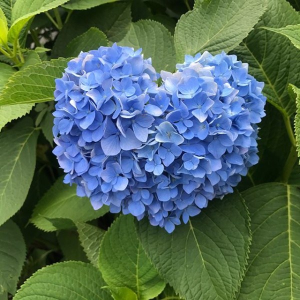 紫陽花。