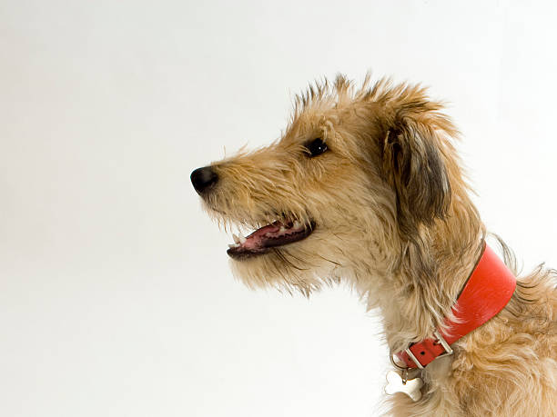 ラーチャーとは？