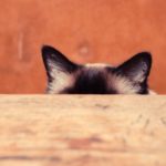 猫さんの聴覚はワンちゃんに勝(まさ)ってます。