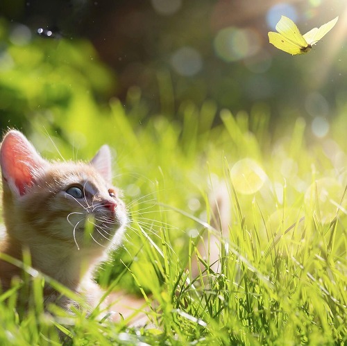 ペットさんは飼い主を選べません。