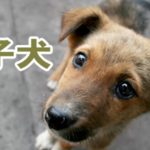 迷子犬。【周南ペット小田葬儀センター】