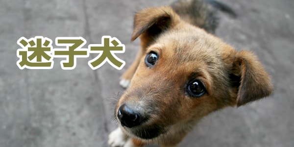 迷子犬。【周南ペット小田葬儀センター】