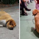 海外ペットニュース。