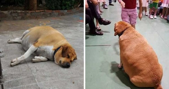 海外ペットニュース。