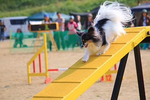 アジリティー 小田ペット葬祭