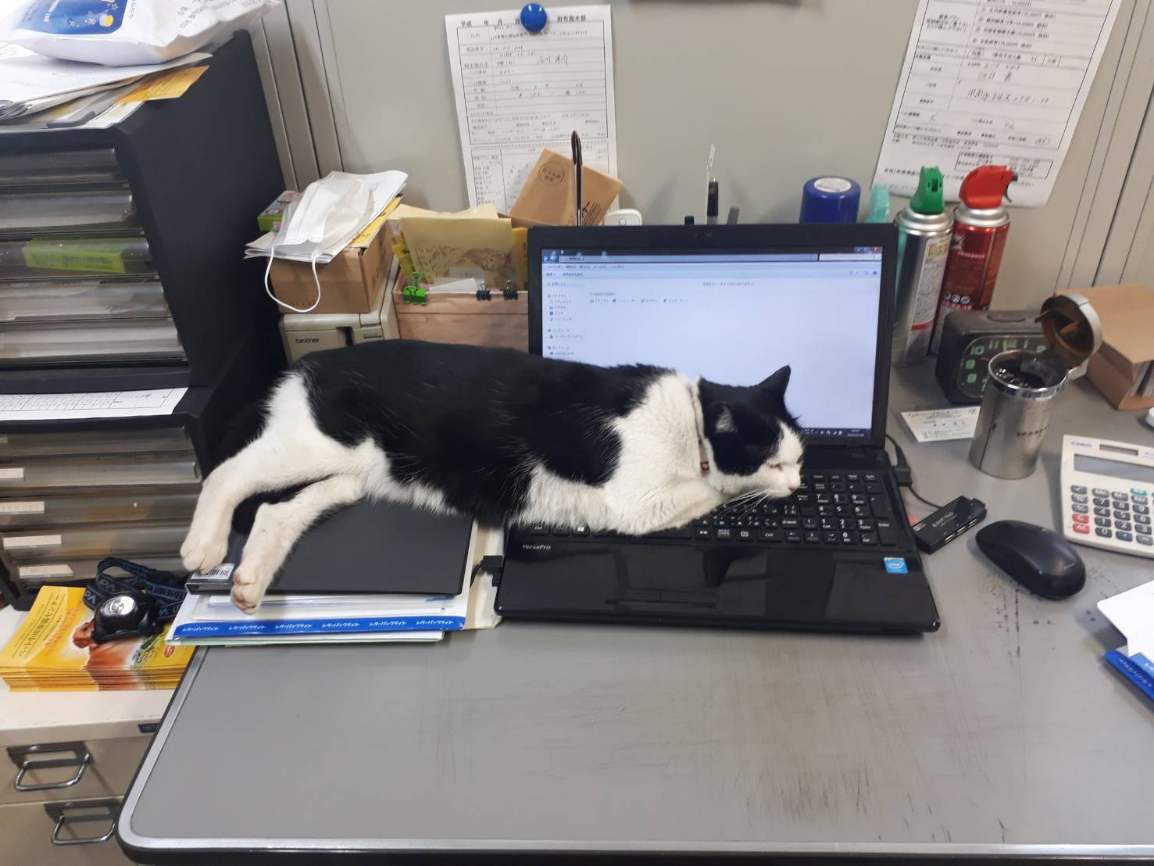 近所のおばちゃん Ⅱ