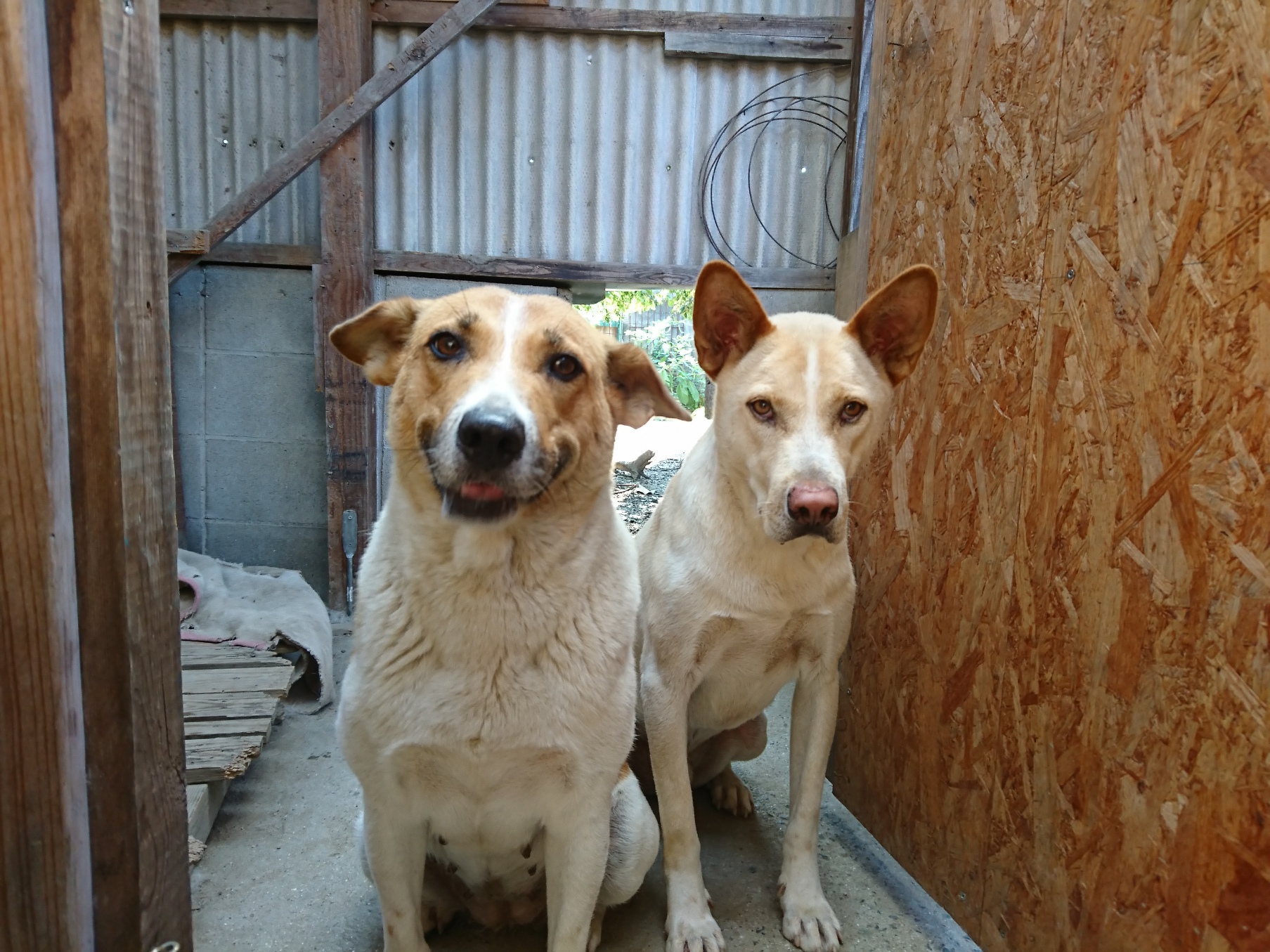 おっかあとしゅうくん。