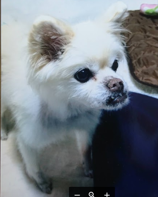 『小田ペット』　姫ちゃんのご家族からのメッセージ