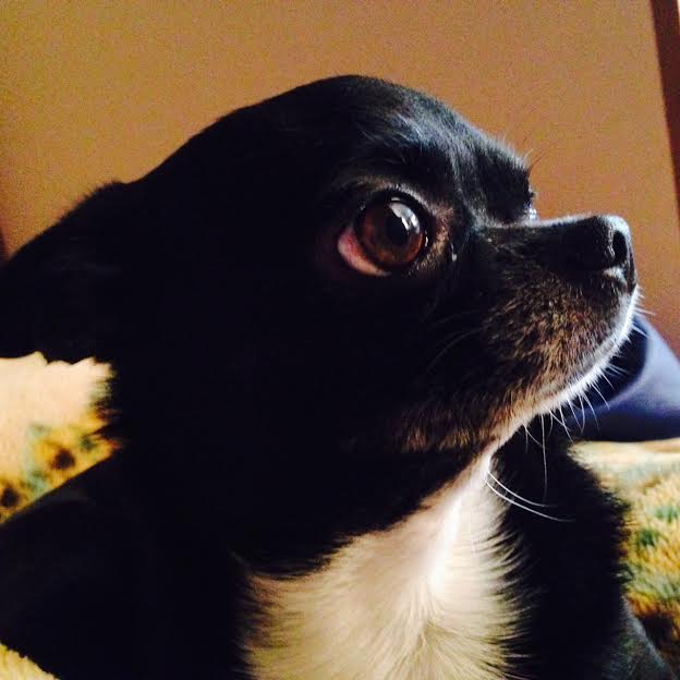 『小田ペット』　チロルちゃんご家族からのメッセージ