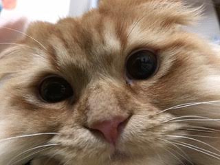 『小田ペット』　がろちゃんのご家族からのメッセージ