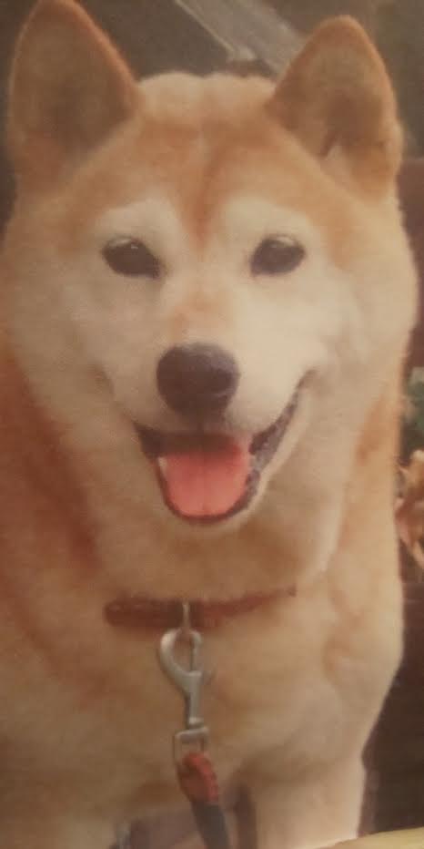 『小田ペット』　めいちゃんのご家族からのメッセージ