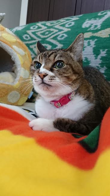 『小田ペット』　るぴちゃんのご家族からのメッセージ