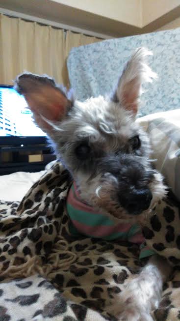 『小田ペット』　華ちゃんのご家族からのメッセージ