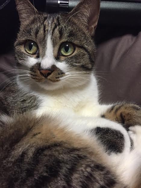 『小田ペット』　ちゃむちゃんのご家族からのメッセージ