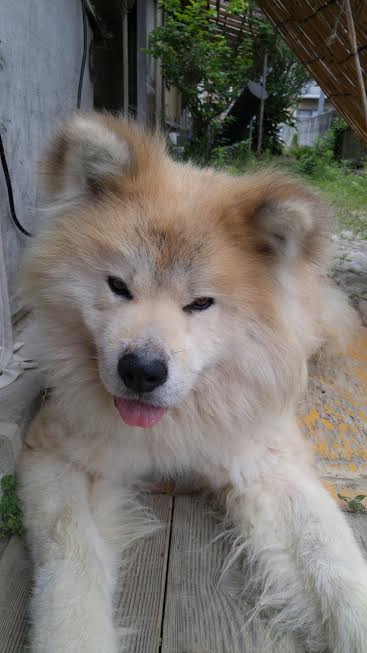 『小田ペット』　キヨマサくんのご家族からのメッセージ