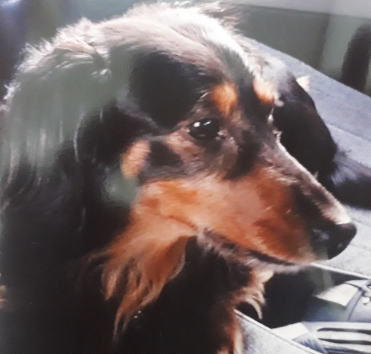 『小田ペット』　ラッキー君のご家族からのメッセージ