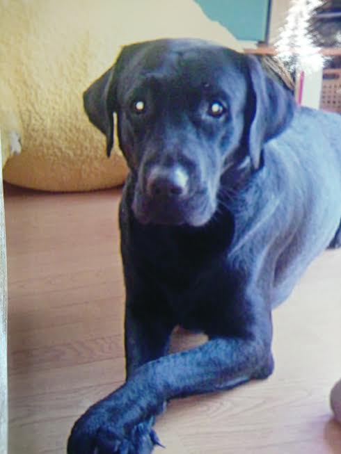 『小田ペット』　むらたくんのご家族からのメッセージ