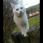 『小田ペット』　シロちゃんのご家族からのメッセージ