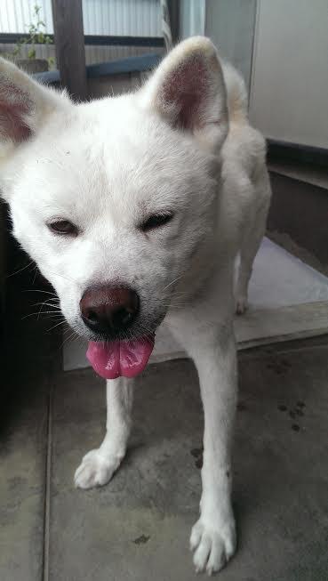 『小田ペット』　北斗くんのご家族からのメッセージ