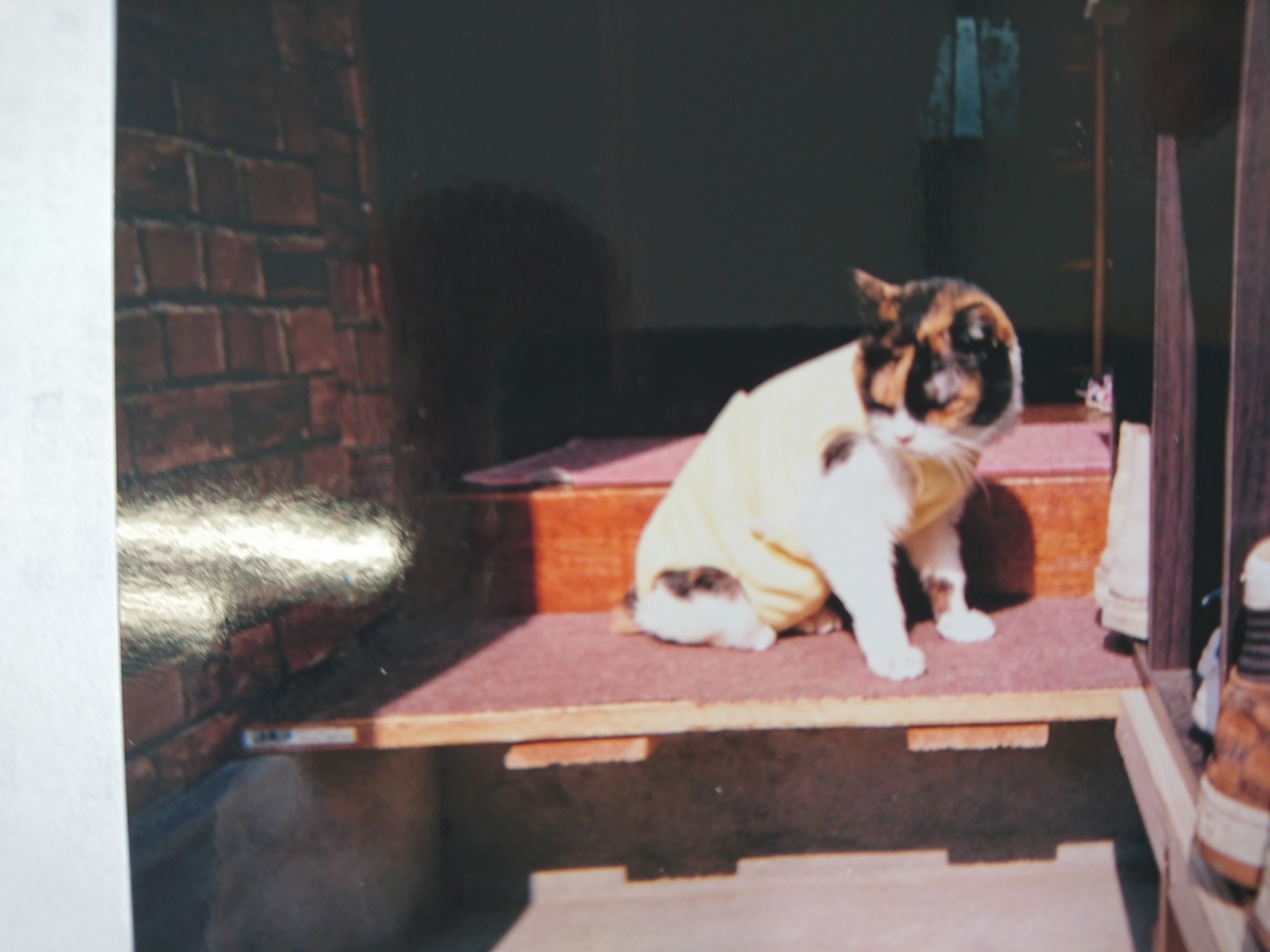 『小田ペット』　ポンちゃんのご家族からのメッセージ