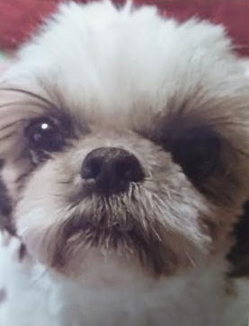 『小田ペット』　みるくちゃんのご家族からのメッセージ