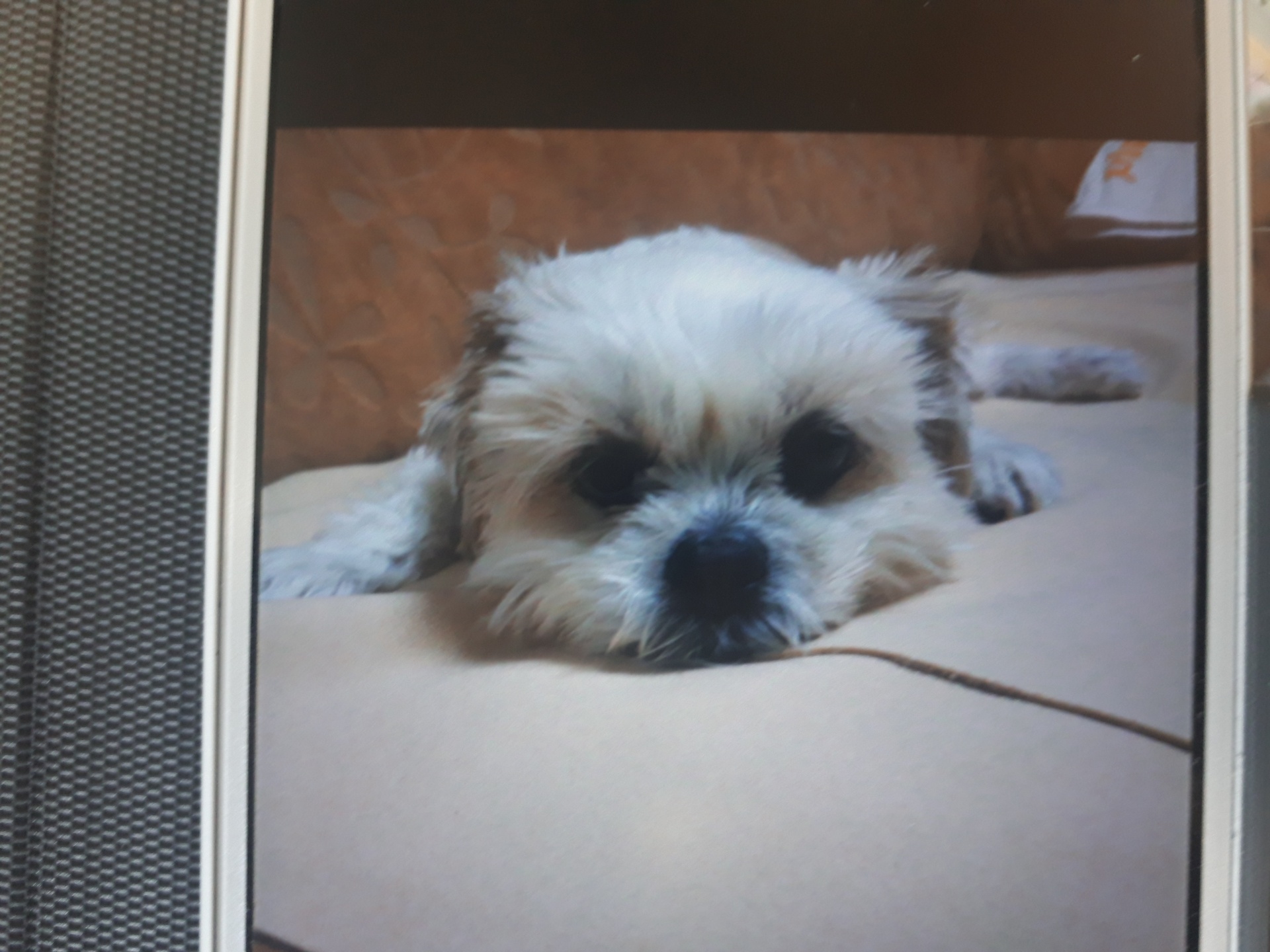 『小田ペット』　チョコちゃんのご家族からのメッセージ