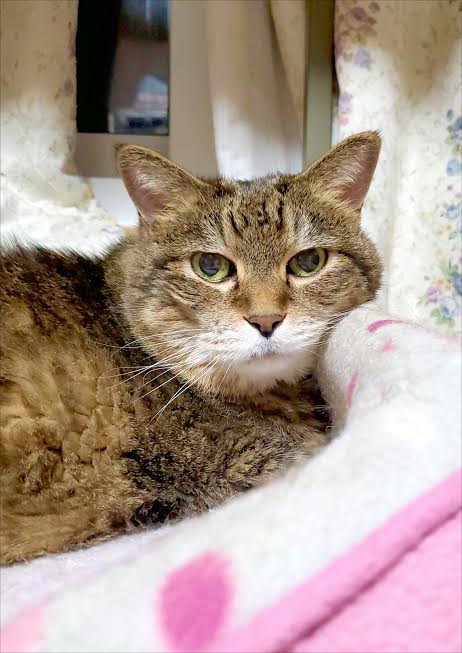 『小田ペット葬祭』　タロちゃんのご家族からのメッセージ