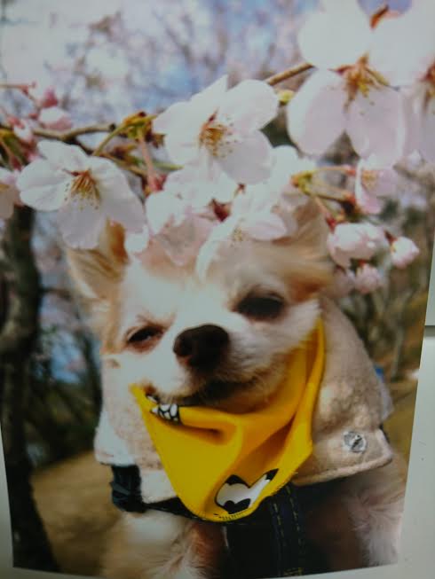 『小田ペット』　パーくんのご家族からのメッセージ