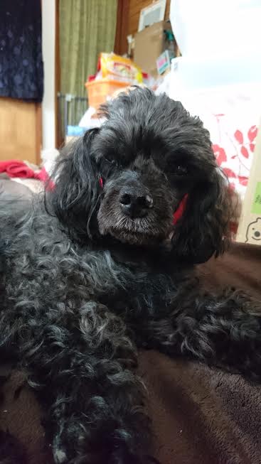 『小田ペット』　ショコラちゃんのご家族からのメッセージ