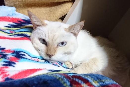 『小田ペット』　すずちゃんのご家族からのメッセージ