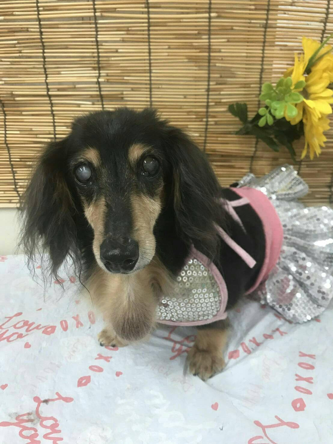 『小田ペット』　もえちゃんのご家族からのメッセージ