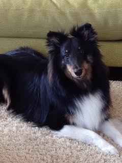 『小田ペット』　シャールくんのご家族からのメッセージ