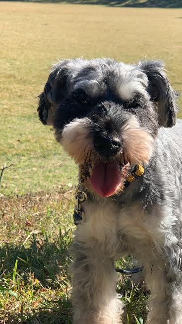 『小田ペット』　シュナちゃんのご家族からのメッセージ