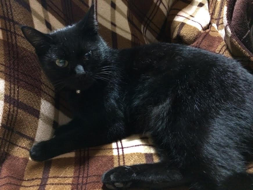 『小田ペット』　クロちゃんのご家族からのメッセージ