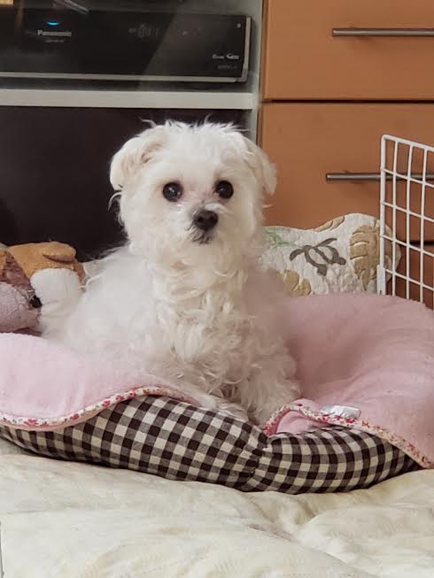 『小田ペット』　Ｑ太郎くんのご家族からのメッセージ