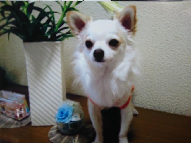 『小田ペット』　マナちゃんのご家族からのメッセージ