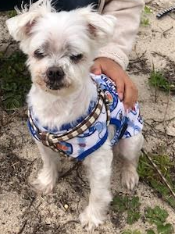 『小田ペット』　チロちゃんのご家族からのメッセージ