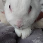 『小田ペット』　もっちくんのご家族からのメッセージ