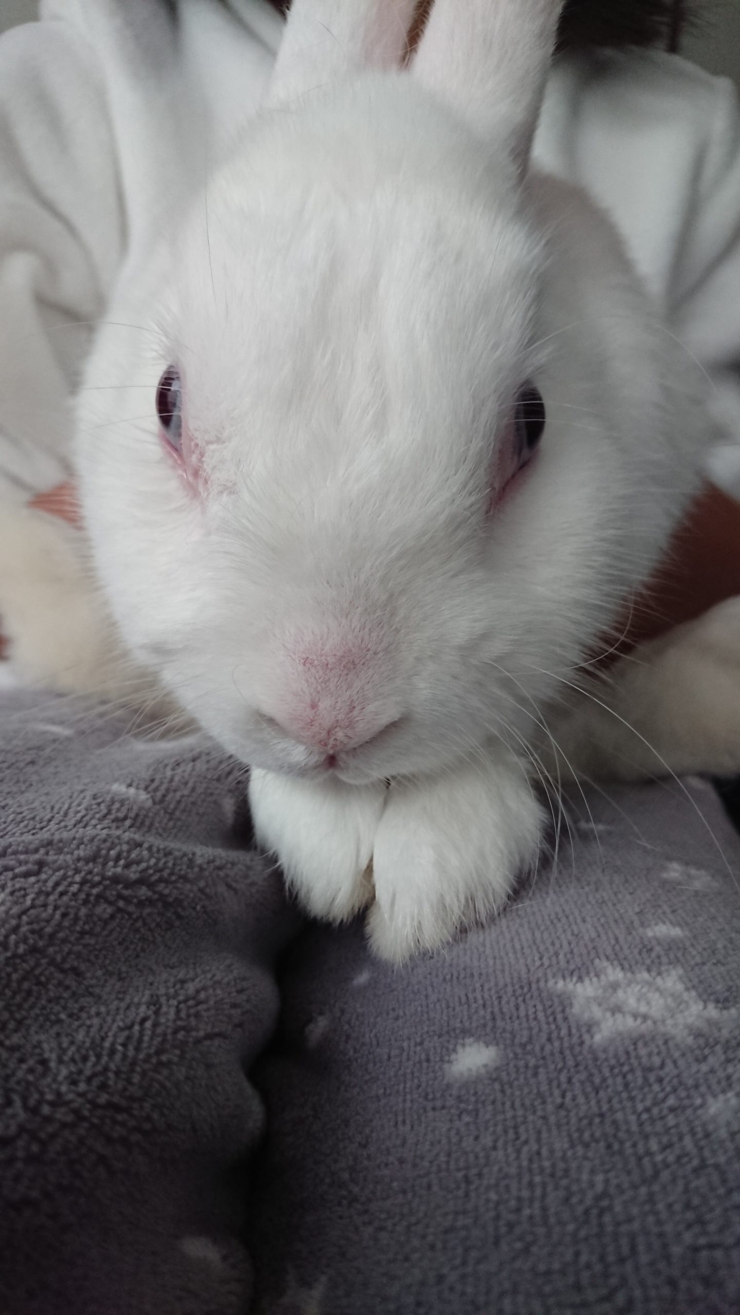 『小田ペット』　もっちくんのご家族からのメッセージ