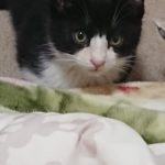 『小田ペット』　ミントくんのご家族からのメッセージ