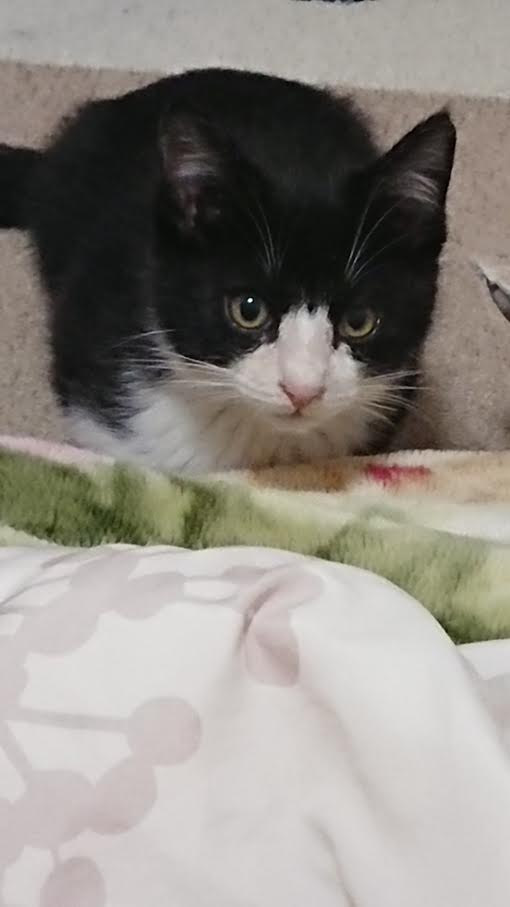 『小田ペット』　ミントくんのご家族からのメッセージ