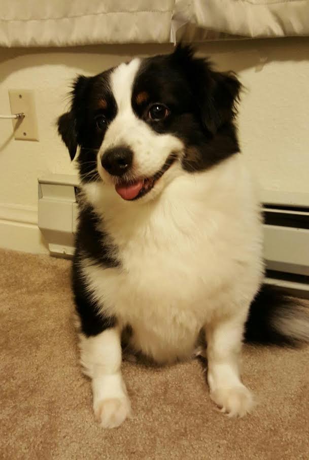 『小田ペット』　SHAGGYくんのご家族からのメッセージ