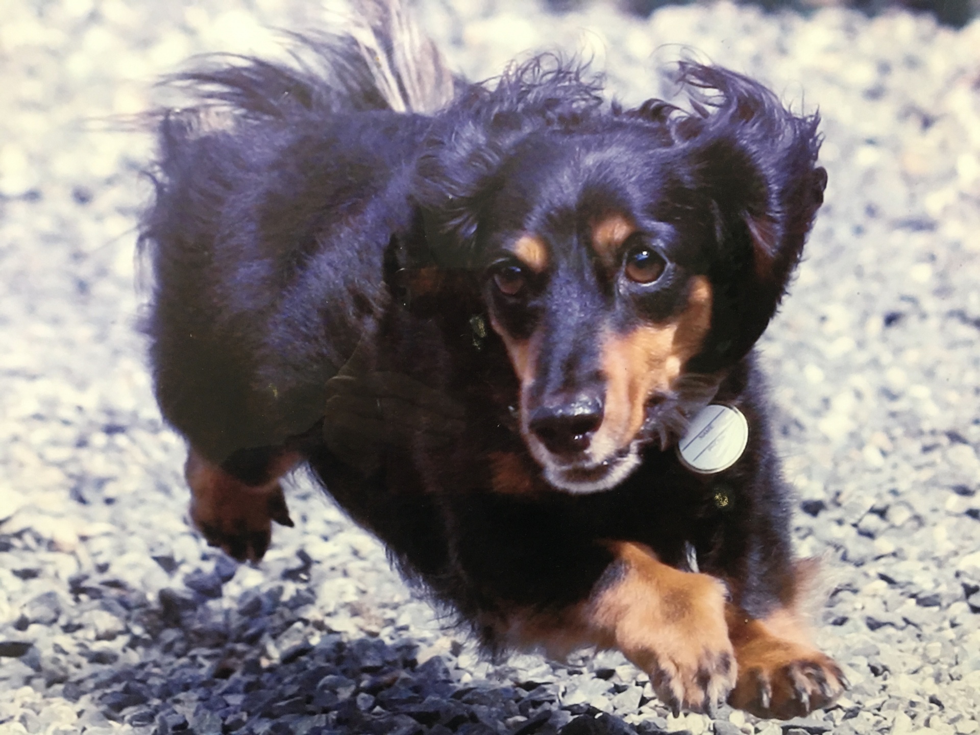 『小田ペット』　ガッシュくんのご家族からのメッセージ