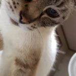 『小田ペット』　リボンちゃんのご家族からのメッセージ