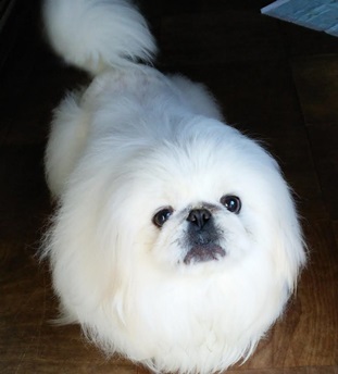 『小田ペット』　ゆきちゃんのご家族からのメッセージ