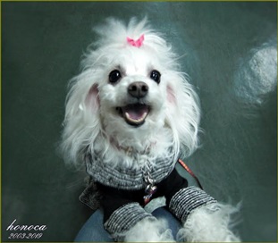 『小田ペット』　ほのかさんのご家族からのメッセージ